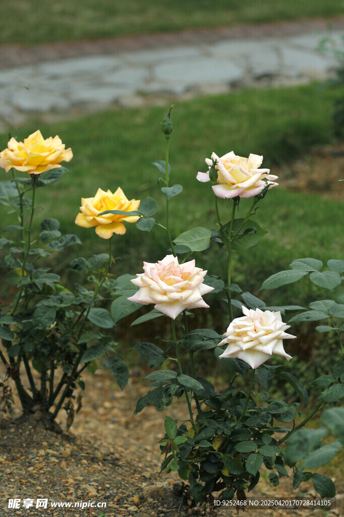 黄玫瑰花 