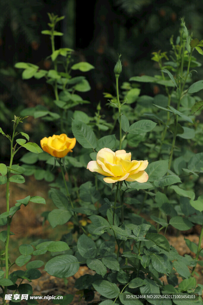 黄色月季花