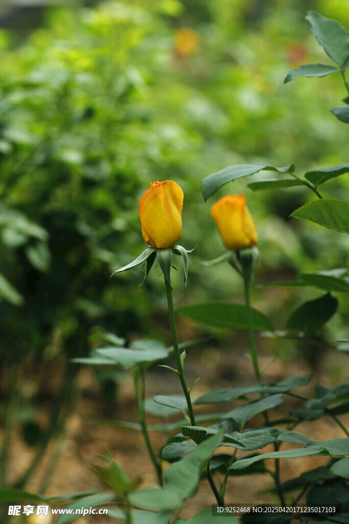 花苞
