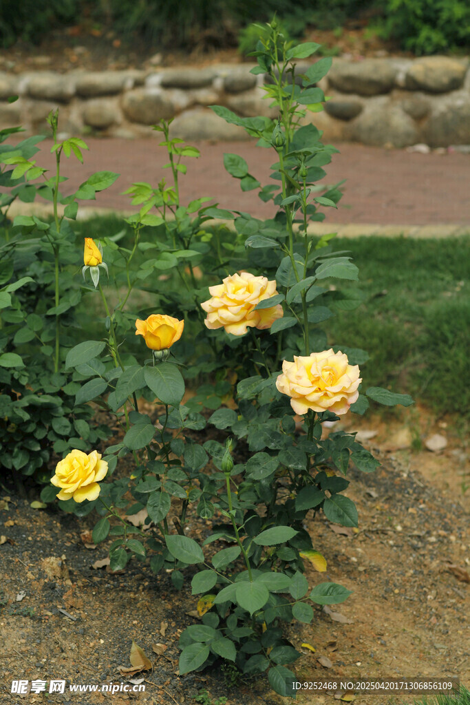 月季花