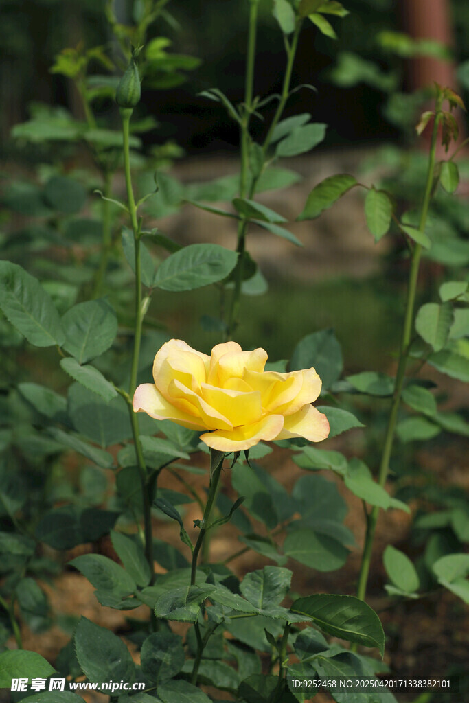  月季花