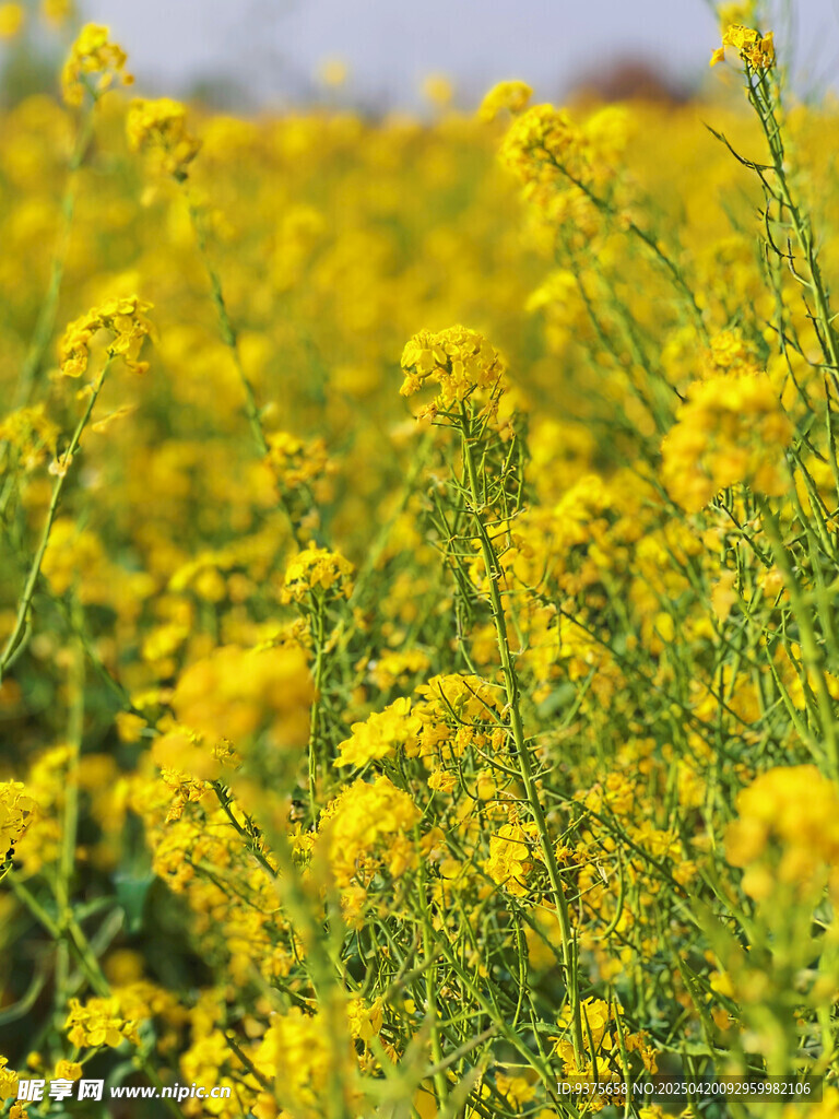 金黄灿烂的油菜花田