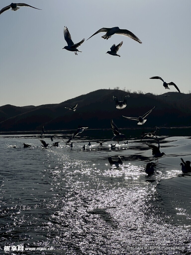 海面群鸟飞舞的自然景象