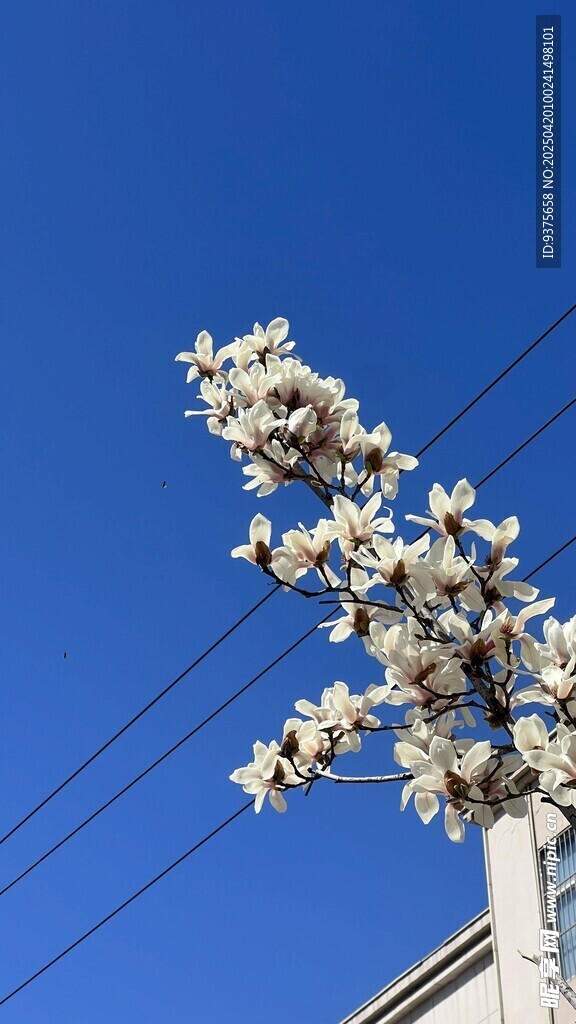 枝头繁花映蓝天