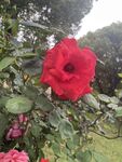 月季花