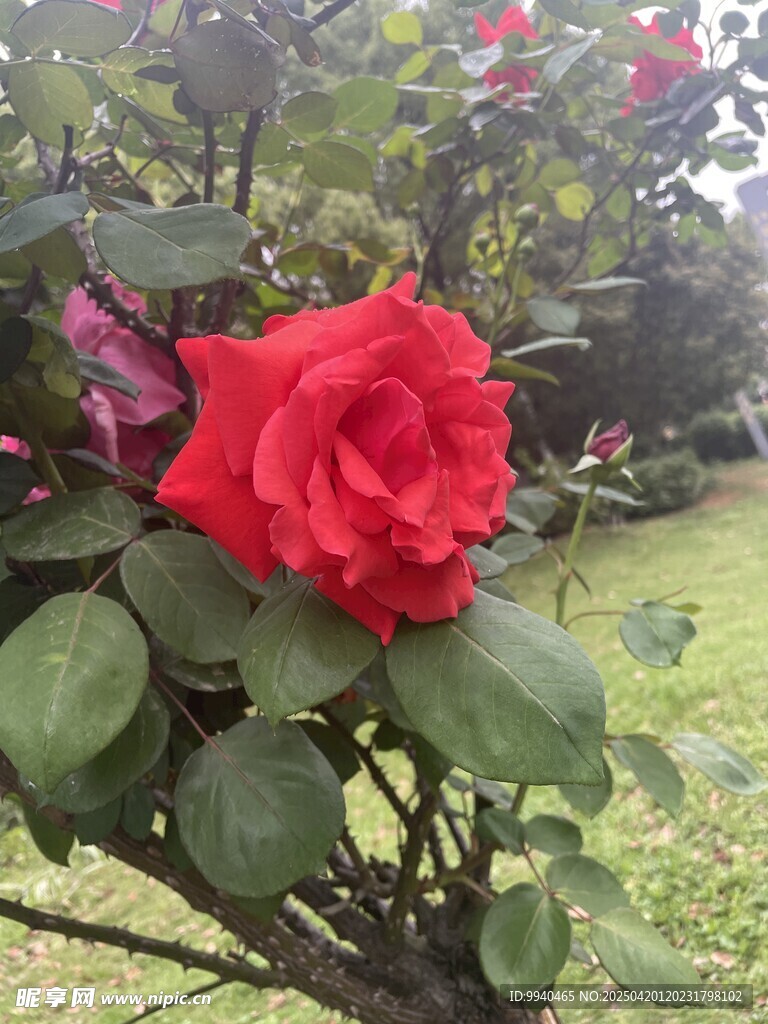 月季花