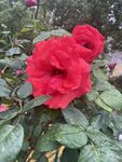 月季花
