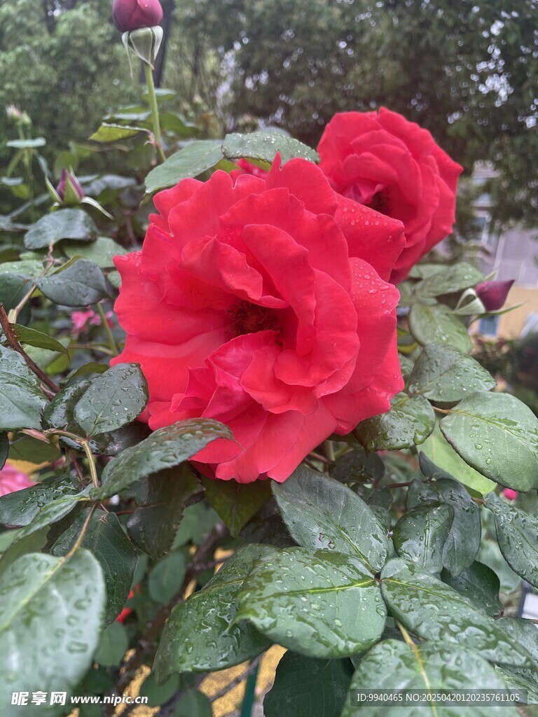 月季花