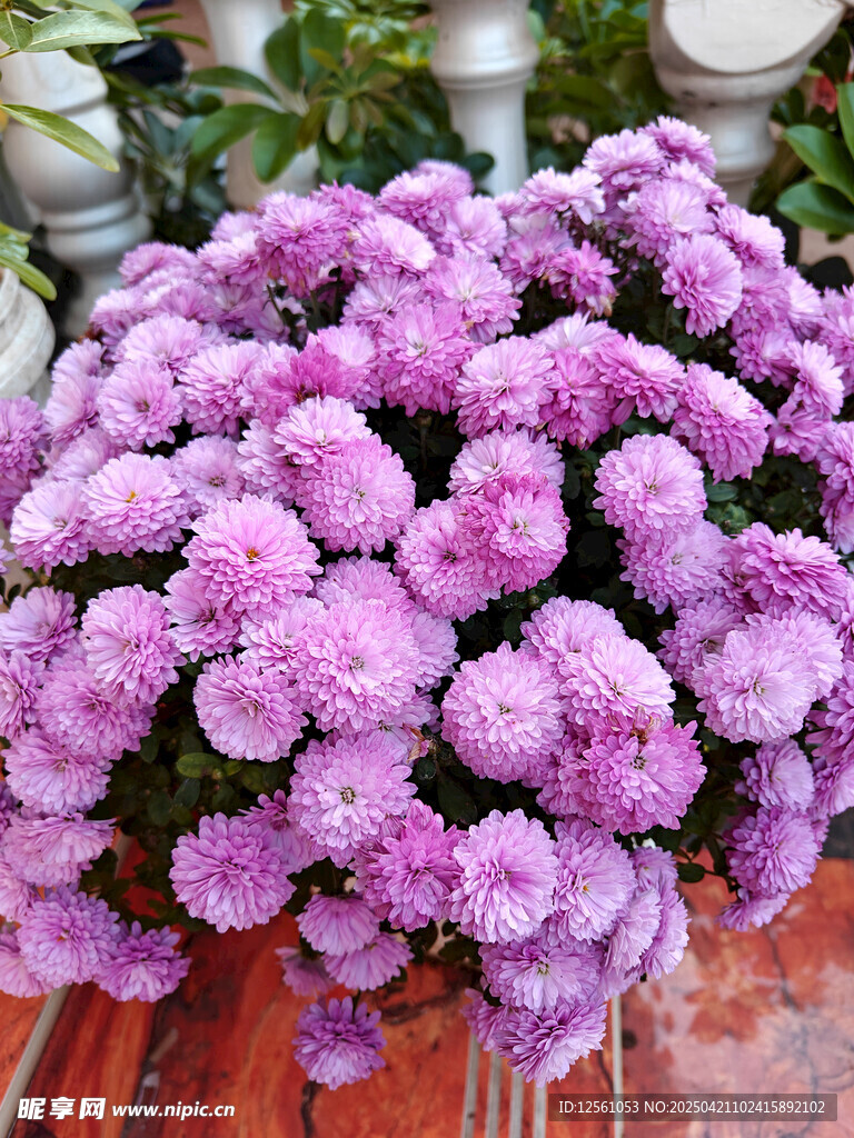 紫色菊花盆栽
