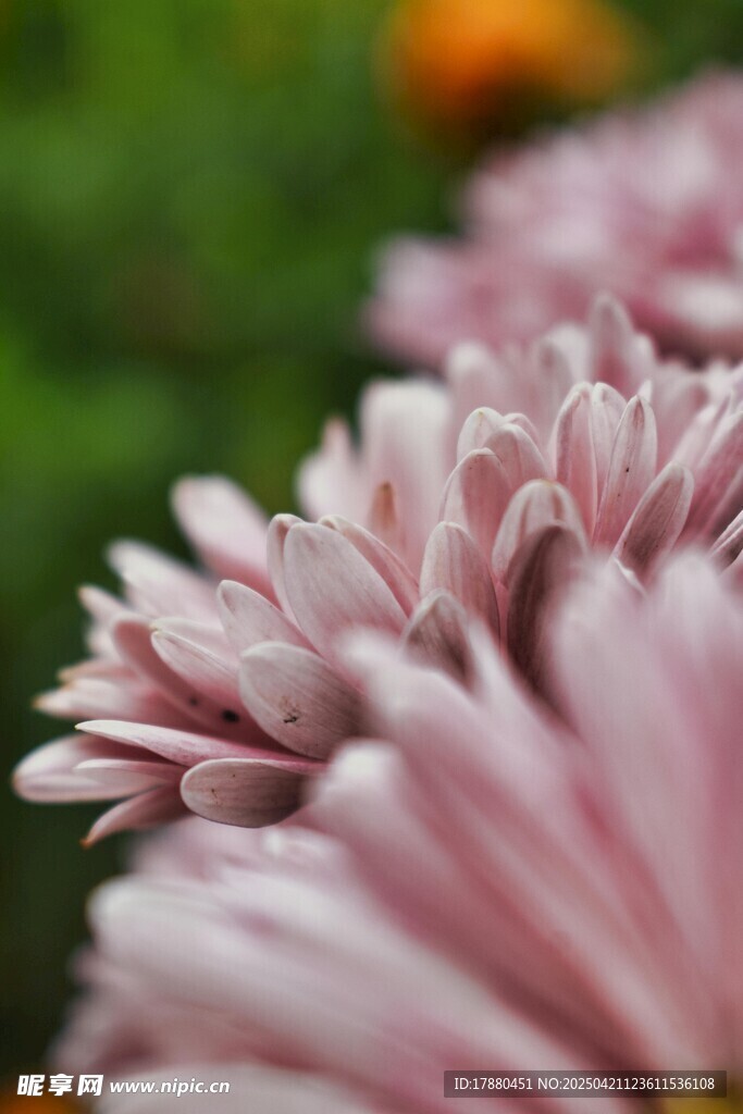 粉色雏菊