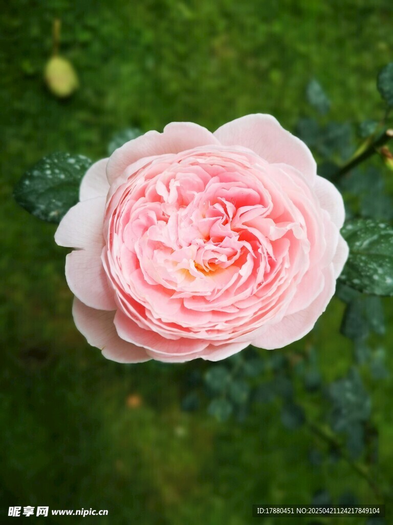 玫瑰
