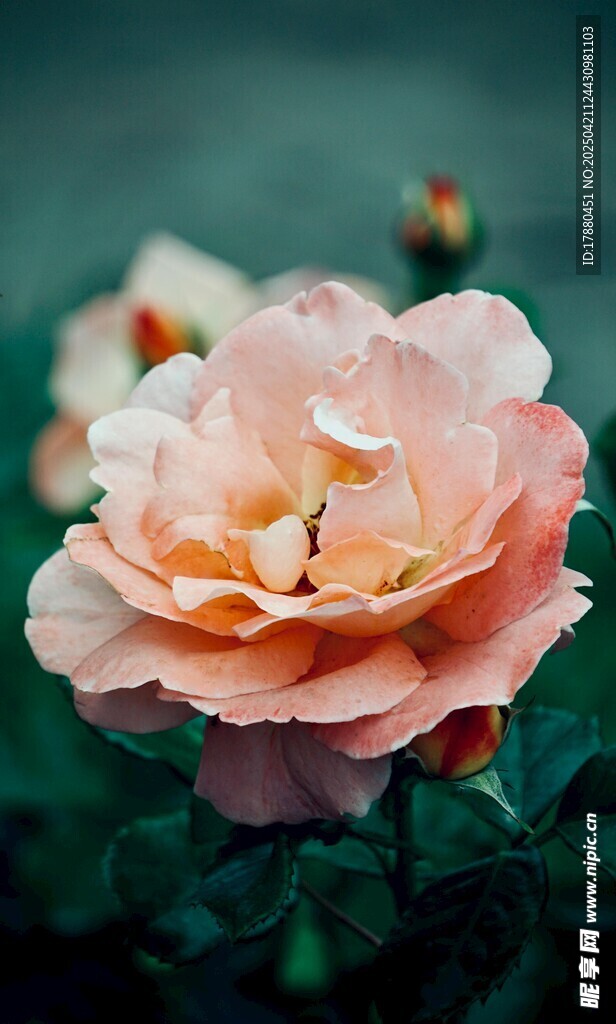 玫瑰花