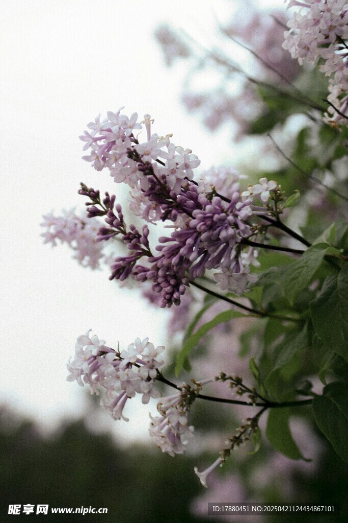丁香花