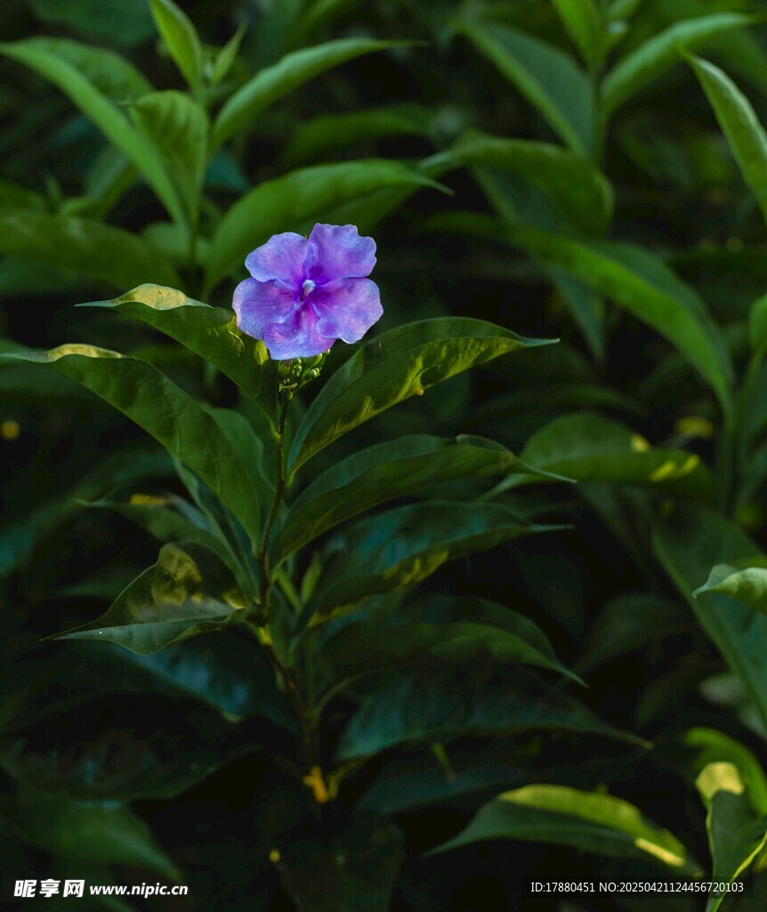 茉莉