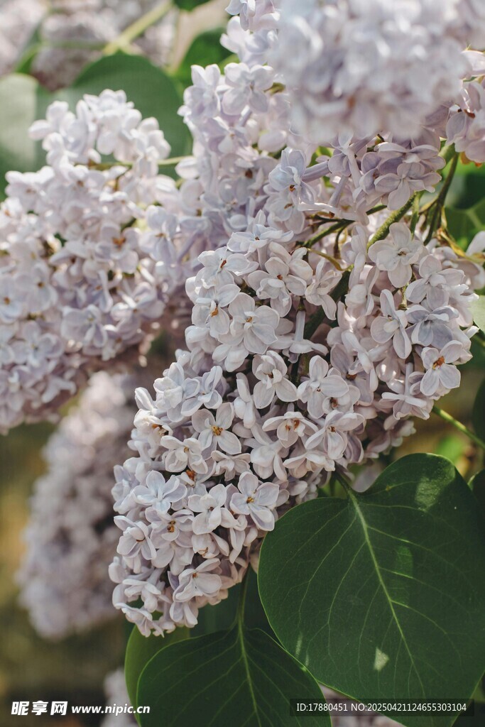 丁香花