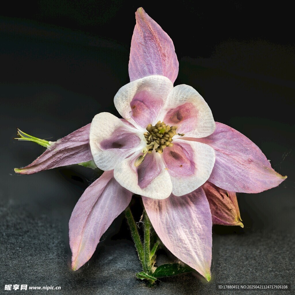耧斗菜