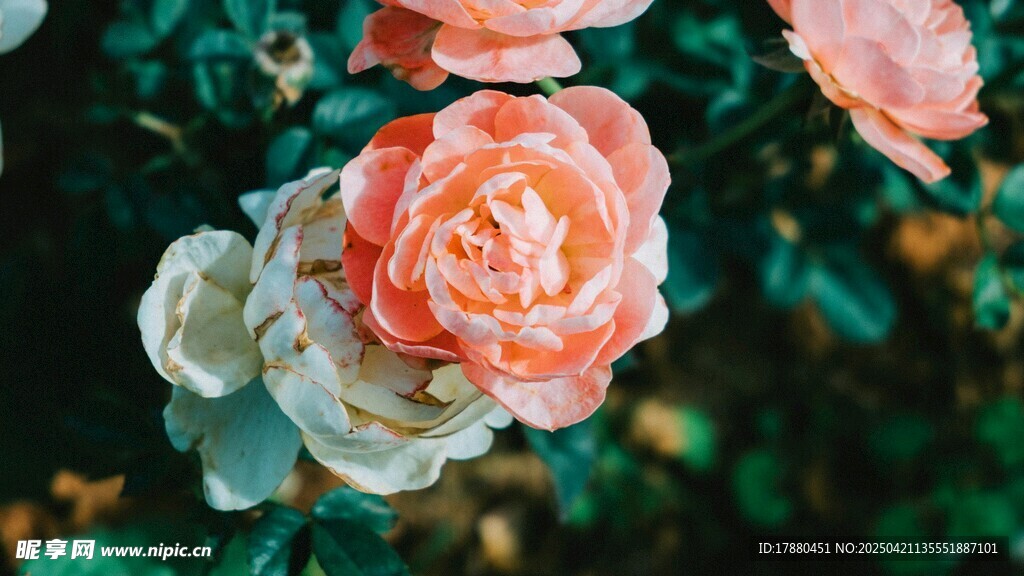玫瑰花