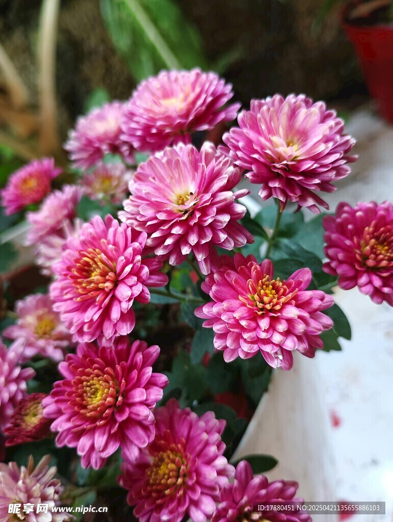 菊花