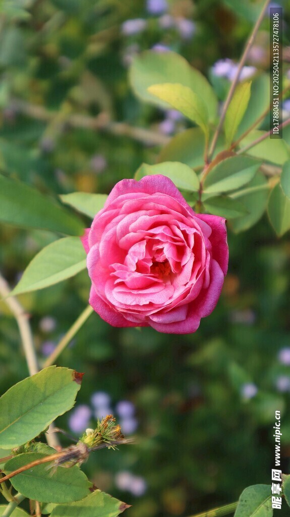 蔷薇花