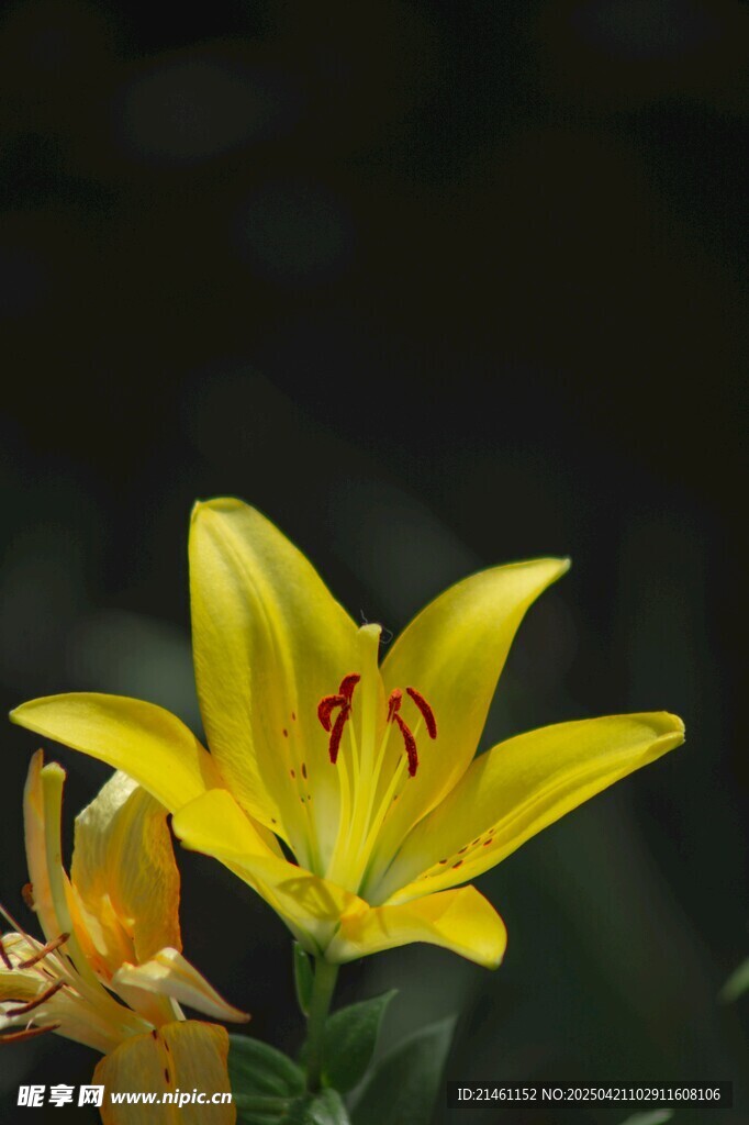 黄百合