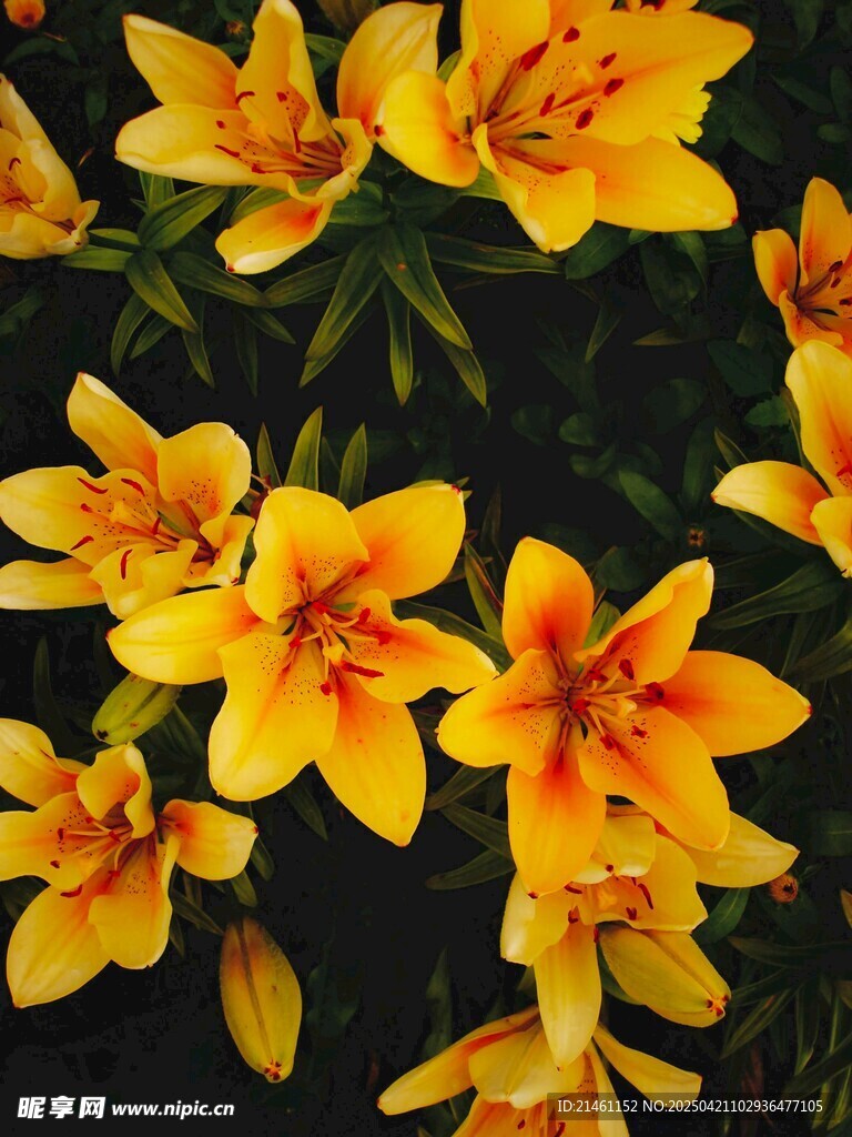 黄百合