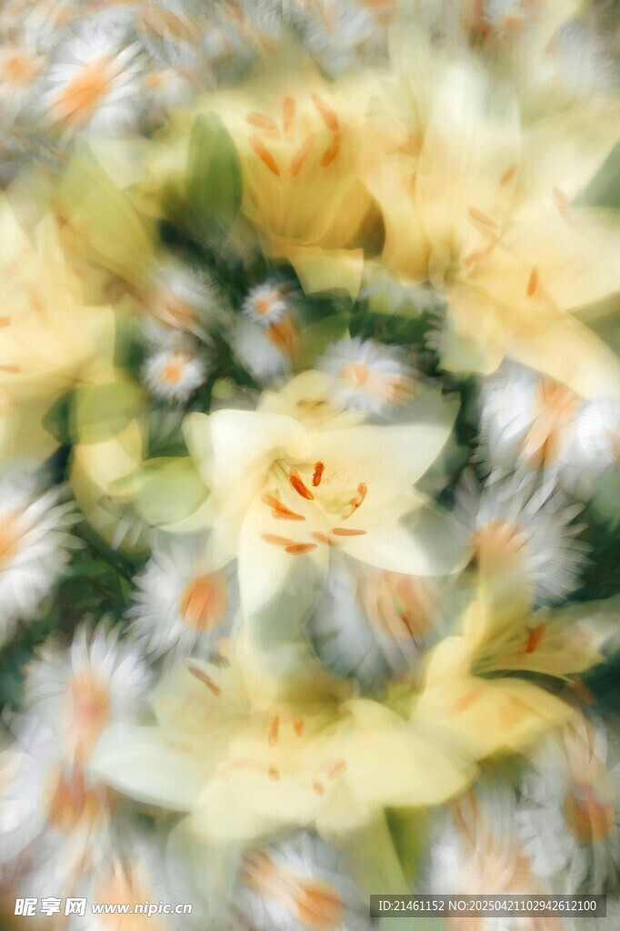 黄百合