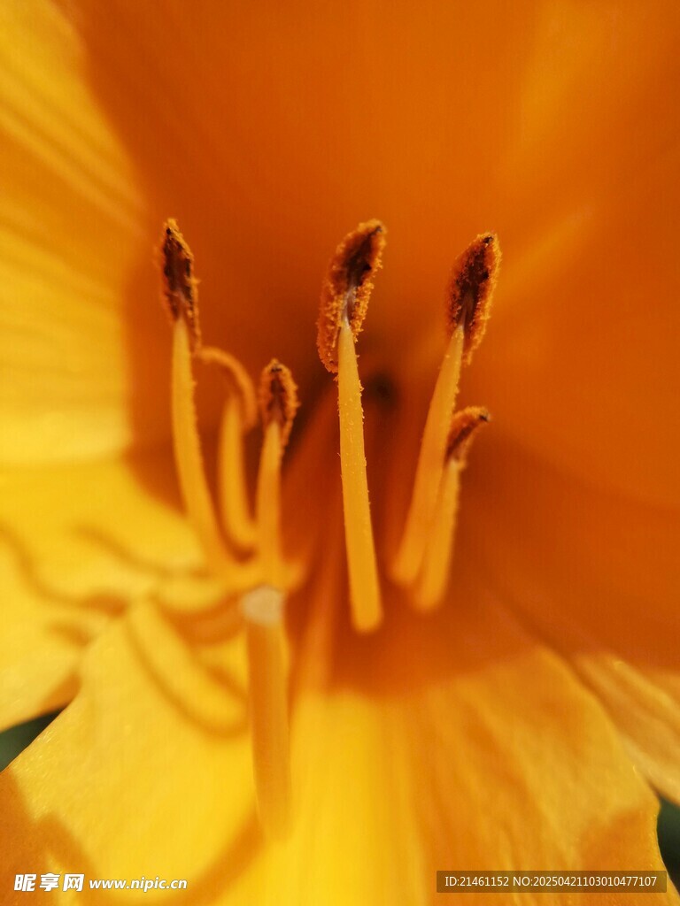 黄百合