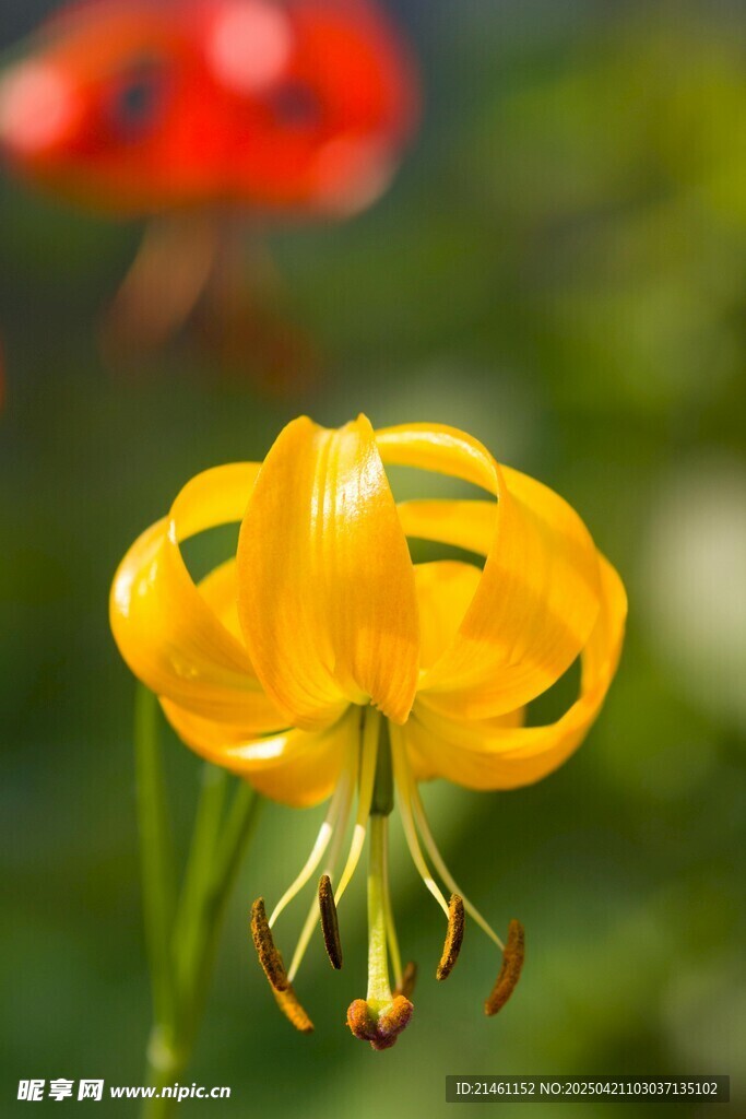 黄百合