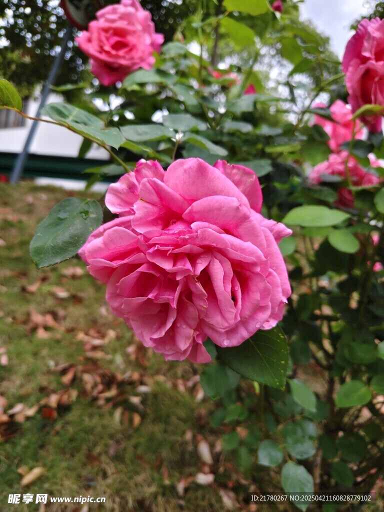 娇艳盛开的粉色月季花