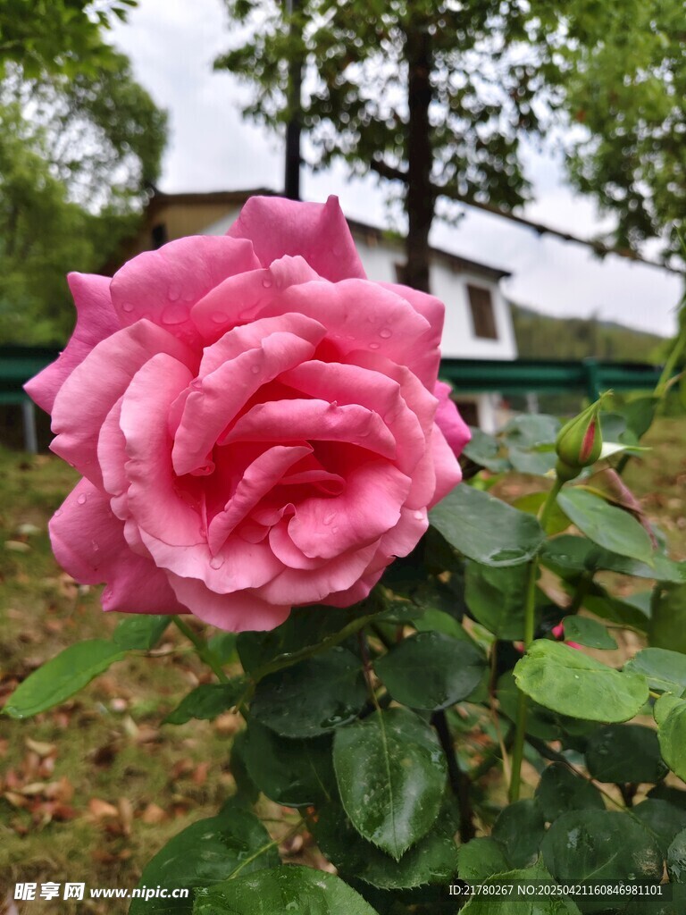 一朵娇艳月季