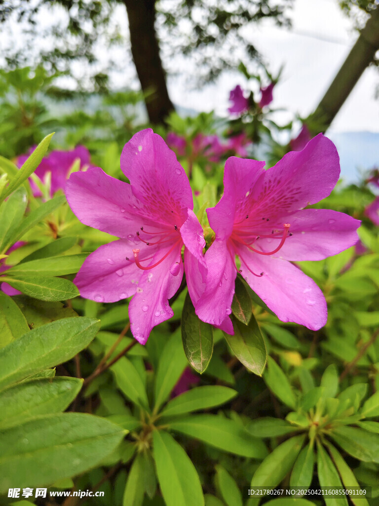 娇艳绽放的粉色杜鹃花