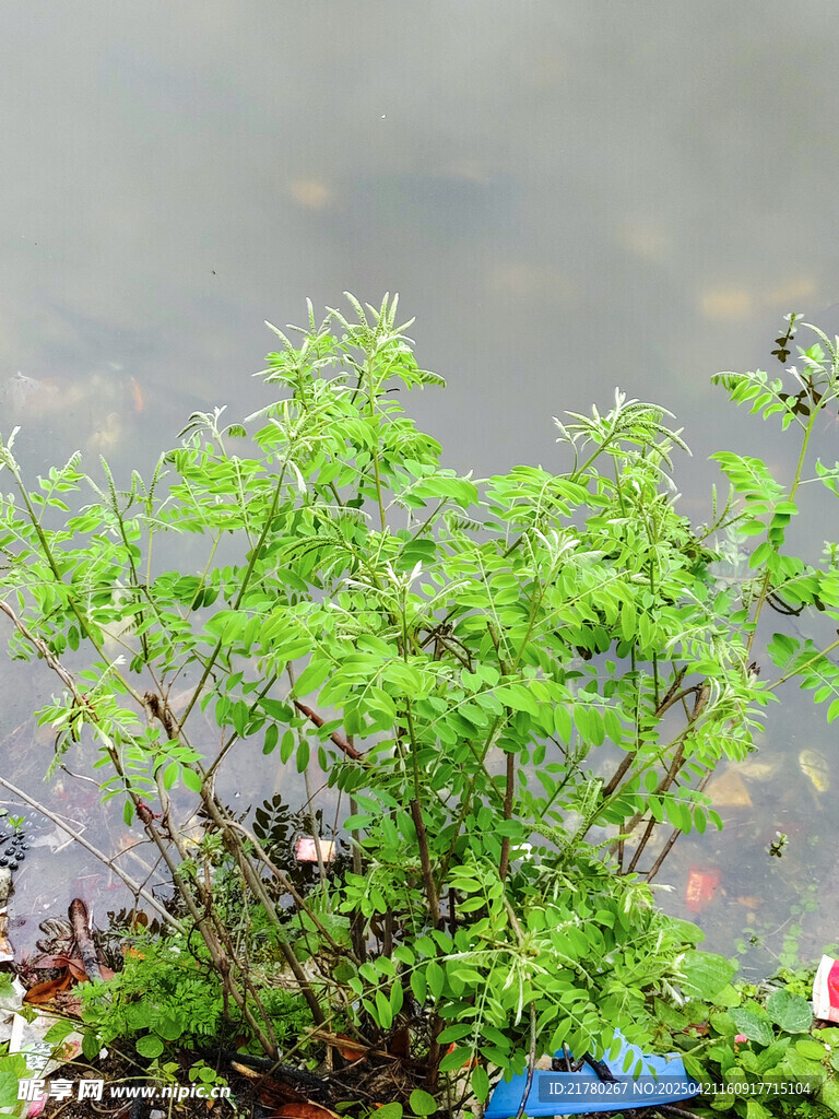 水边绿植生机勃勃
