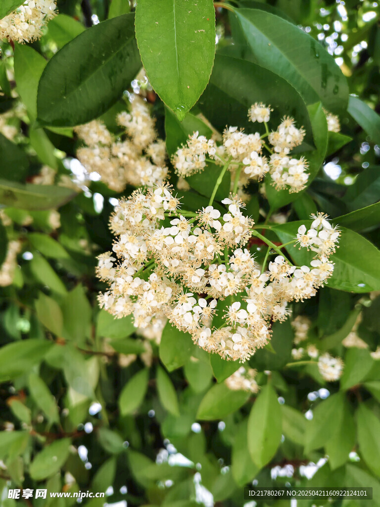 白色繁花