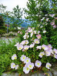 花丛景致