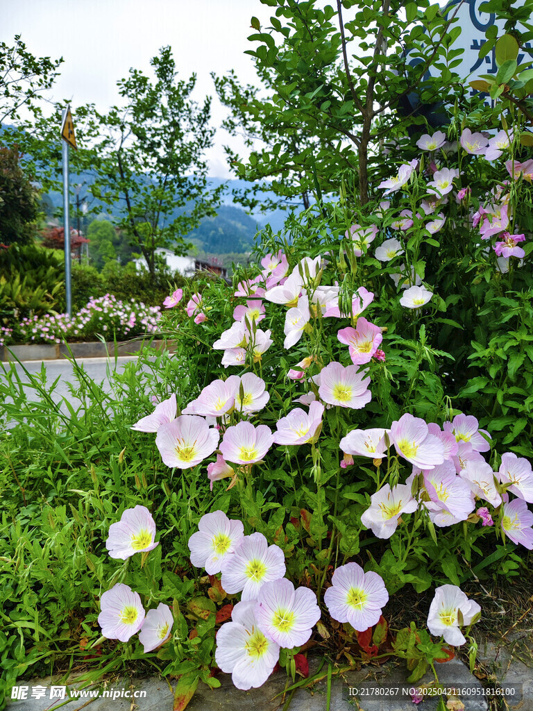 花丛景致