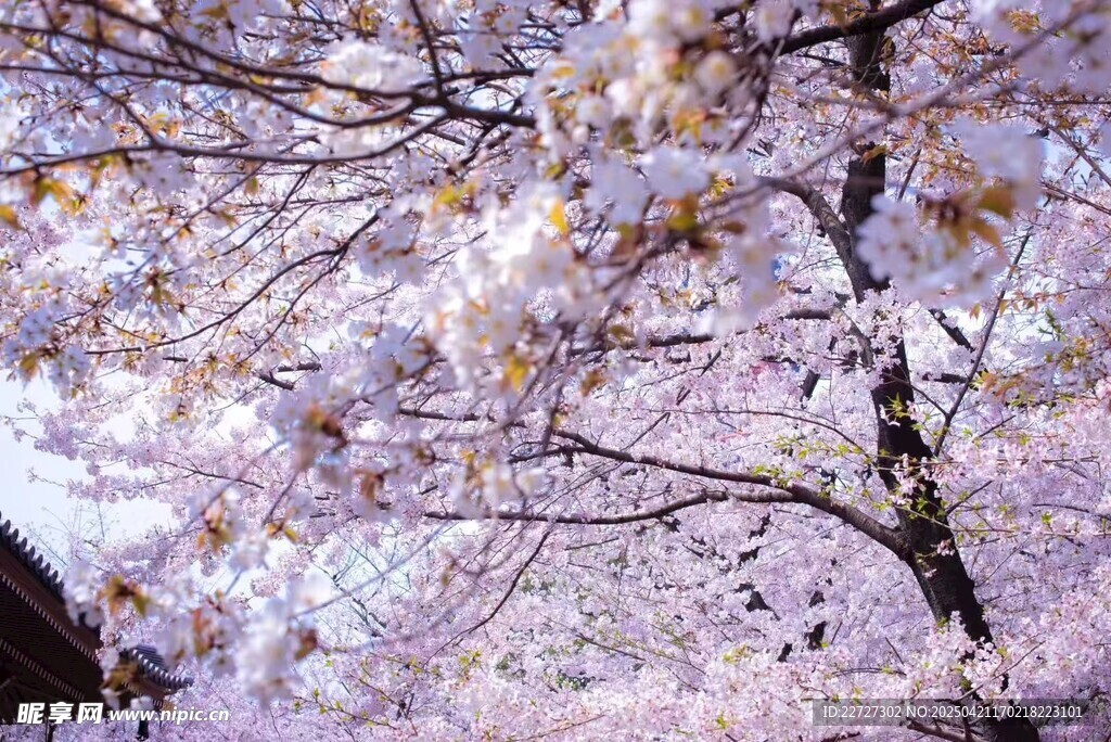 樱花
