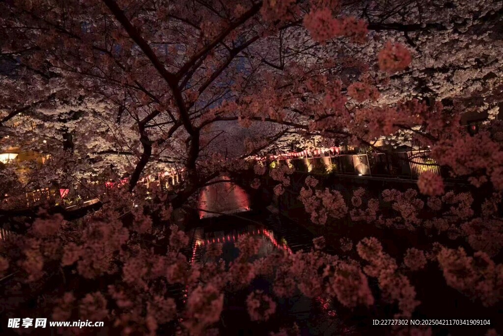 樱花