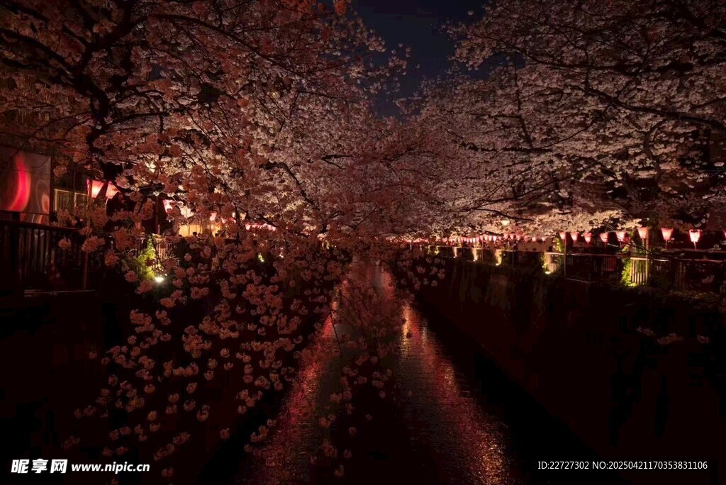樱花