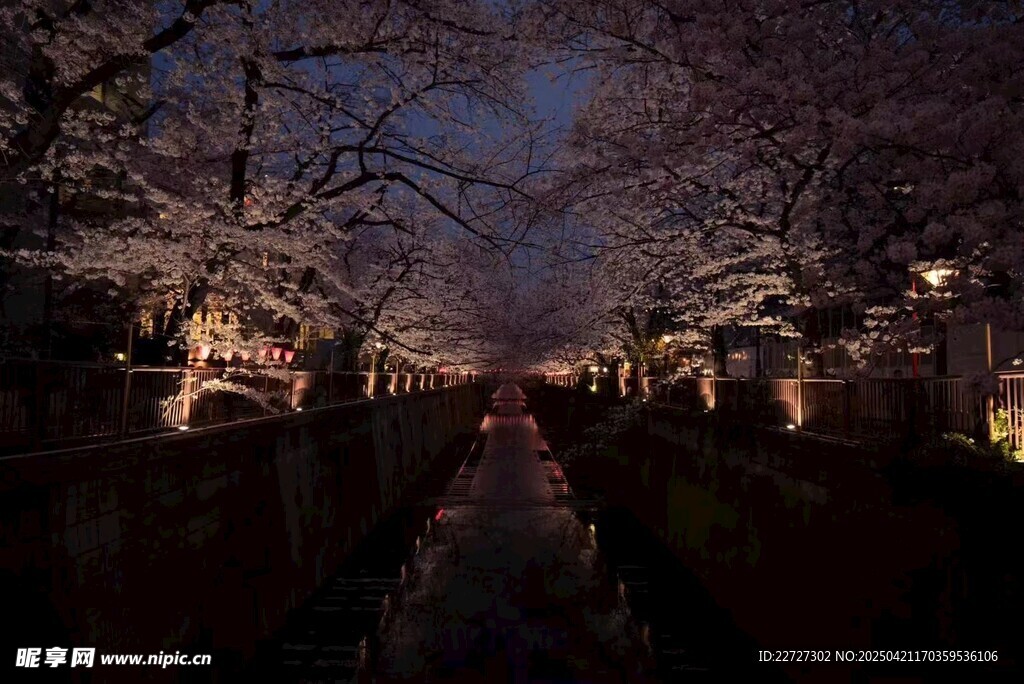 樱花