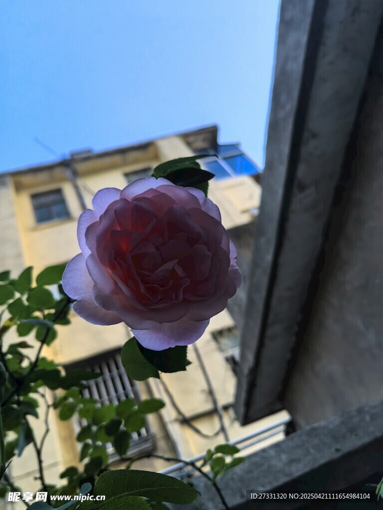 窗边娇艳绽放的粉色花朵