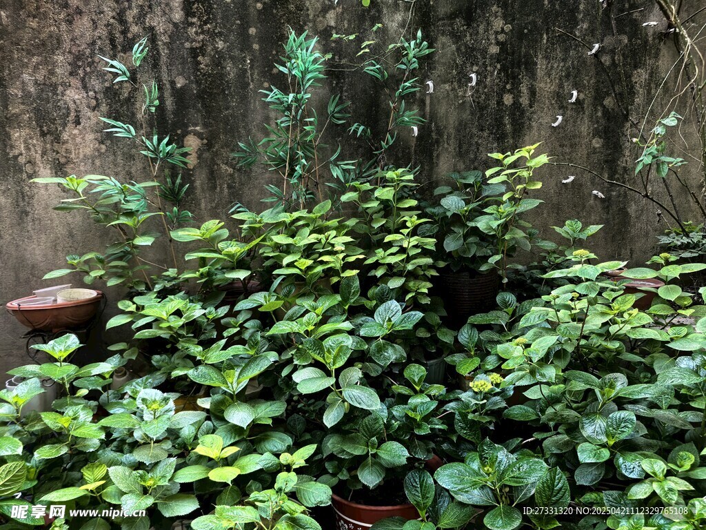 绣球花