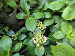 绣球花