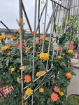 多彩花卉装点的金属架景观