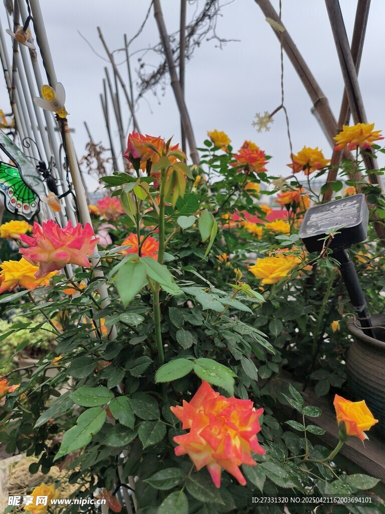 多彩花卉绽放生机