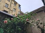 墙边绽放的娇艳月季花