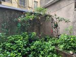 庭院绿植一角