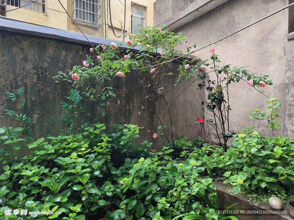 庭院绿植一角