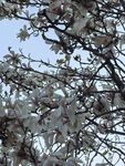 玉兰花枝绽放