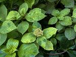 绣球花