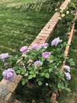 蓝色阴雨月季花